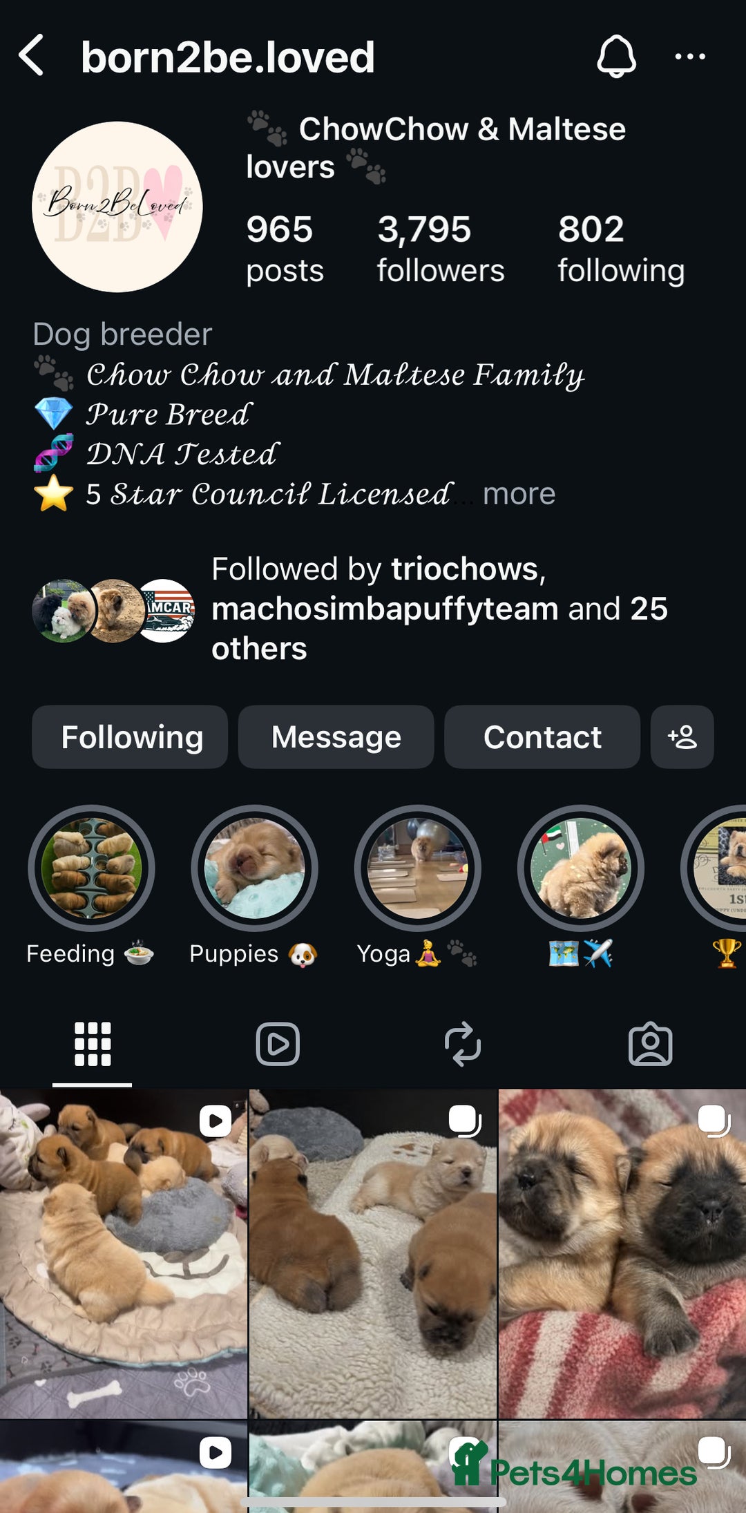 Chow Chow dogs for sale: 🧸🧸Beautiful chow chow puppies 🧸🧸 - Advert 2