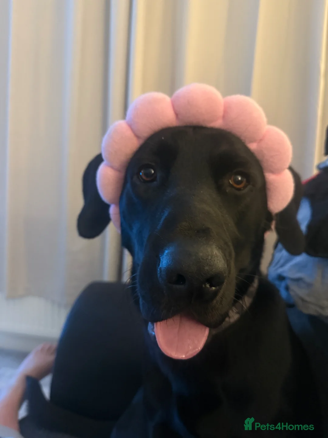 Labrador Retriever dogs for sale: 1 year old Male Labrador  in Bingley - Advert 1