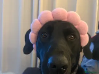 Labrador Retriever dogs 1 year old Male Labrador - Advert 2