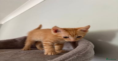 Turkish Van cats - Advert 2