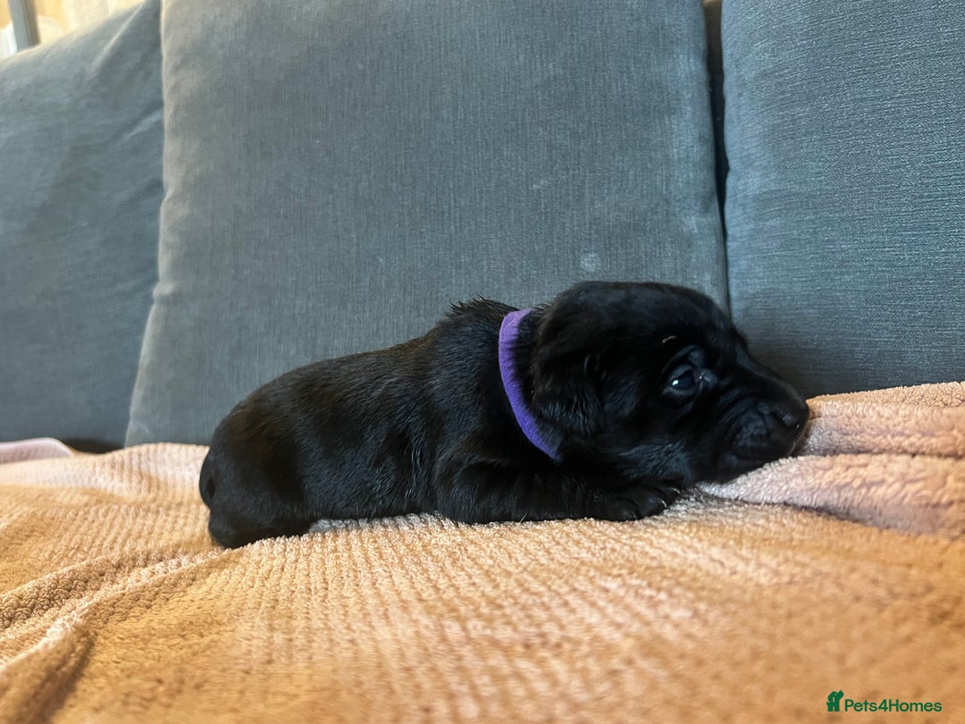 Mixed Breed dogs for sale: 3/4 lab 1/4 collie puppies  in Whitby - Image 30