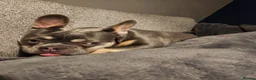 French Bulldog dogs for sale: 4 year old KC Reg French bulldog  - Advert 11