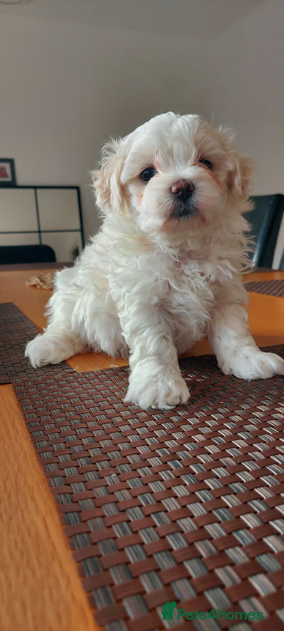 Maltipoo dogs for sale: Asian Teddy Toy Maltipoos  - Image 5