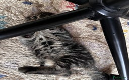 Mixed Breed cats for sale: Playful kittens ready to leave! - Image 7