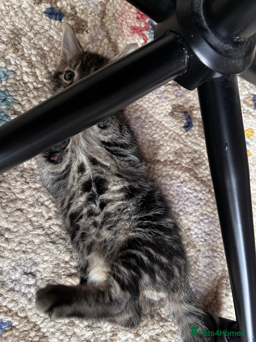 Mixed Breed cats for sale: Playful kittens ready to leave! - Image 7