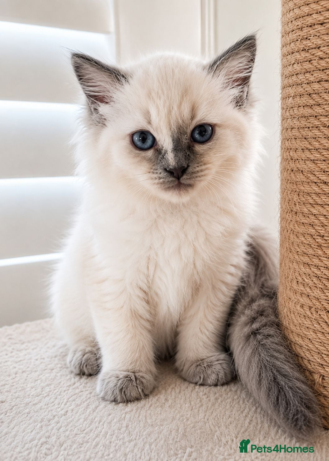 Ragdoll cats Beautiful Ragdoll Girl 💕 DNA Tested Parents - Advert 3