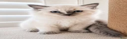 Ragdoll cats for sale: Beautiful Ragdoll kittens - Advert 3