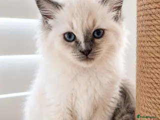 Ragdoll cats Beautiful Ragdoll Girl 💕 DNA Tested Parents - Advert 3