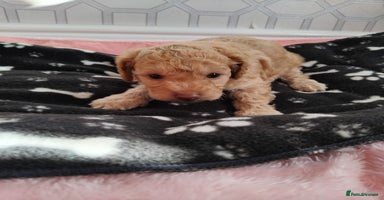 Cavachon dogs - Advert 1