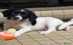 English Springer Spaniel dogs for sale: KC Springer Spaniel  - Advert 9