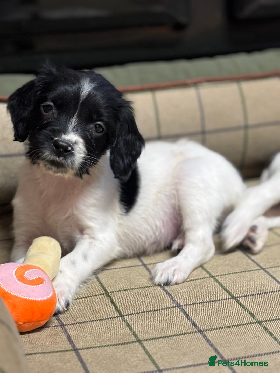 English Springer Spaniel dogs for sale: KC Springer Spaniel  - Advert 9