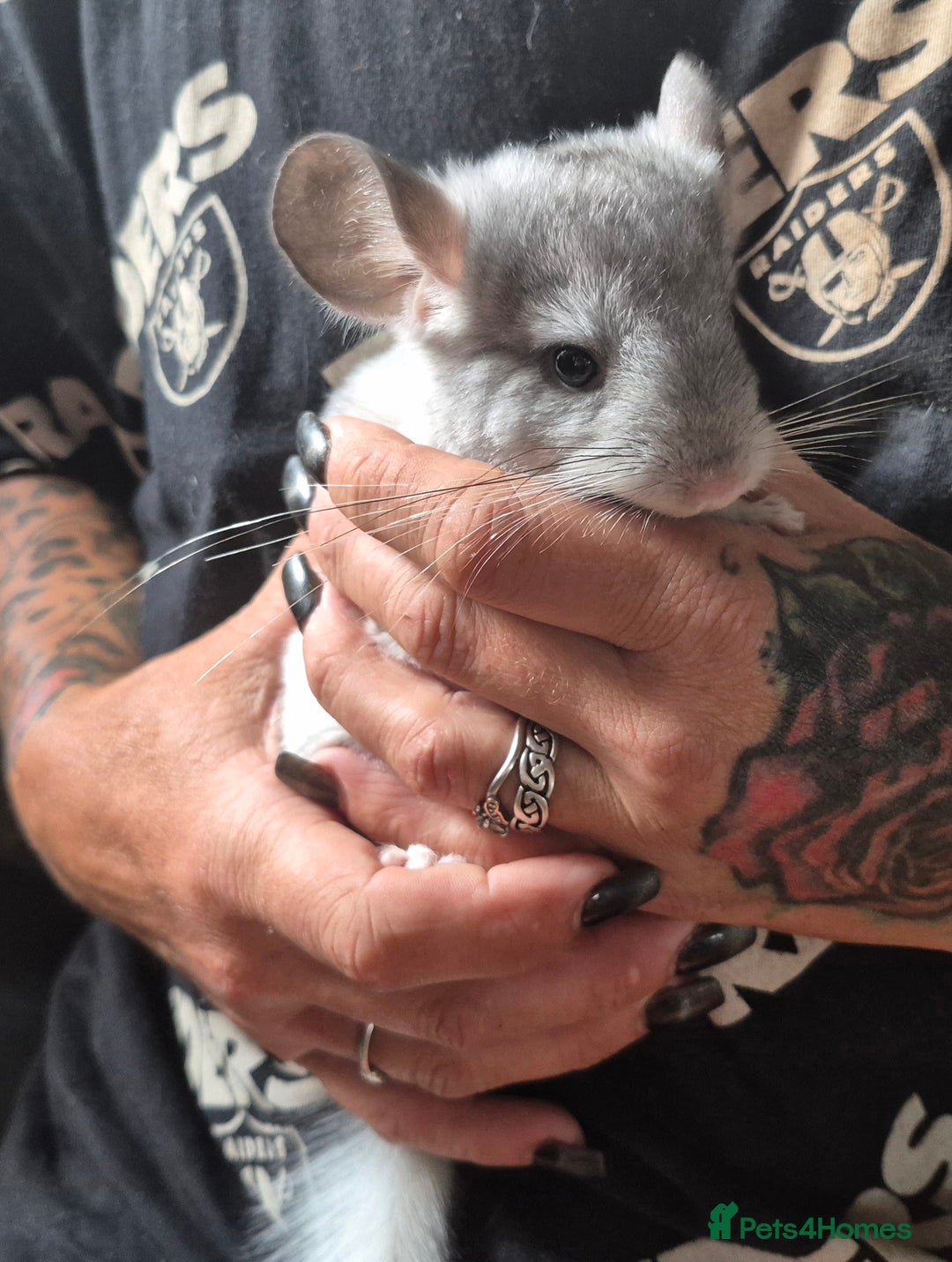 Chinchilla rodents for sale: White mosaic chinchilla  - Image 7