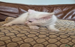 Bengal cats for sale: READY TO GO, BENGAL CROSS KITTEN FEMALE REDUCED  in Tamworth - Image 6