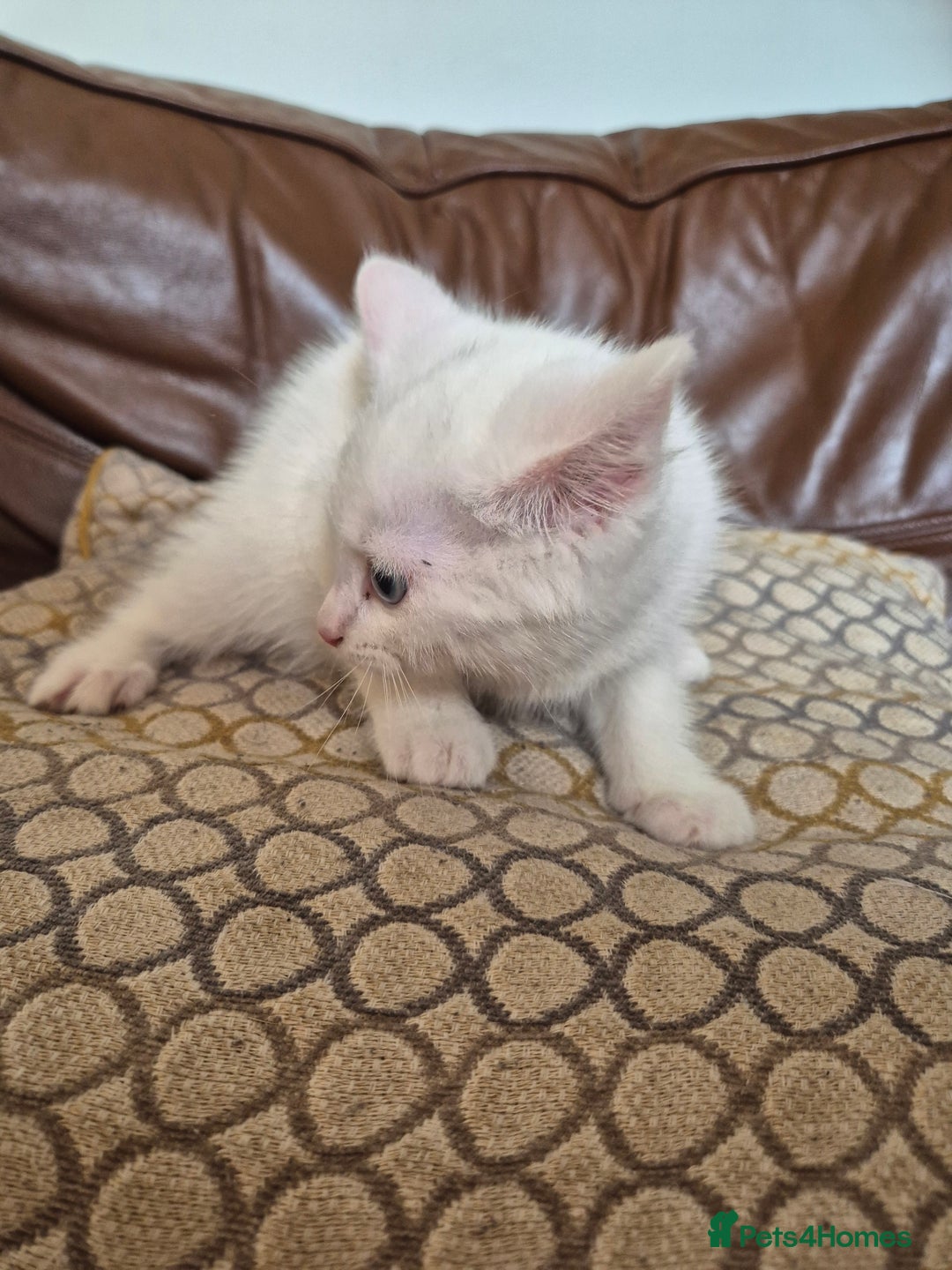 Bengal cats for sale: READY TO GO, BENGAL CROSS KITTEN FEMALE REDUCED  in Tamworth - Image 6