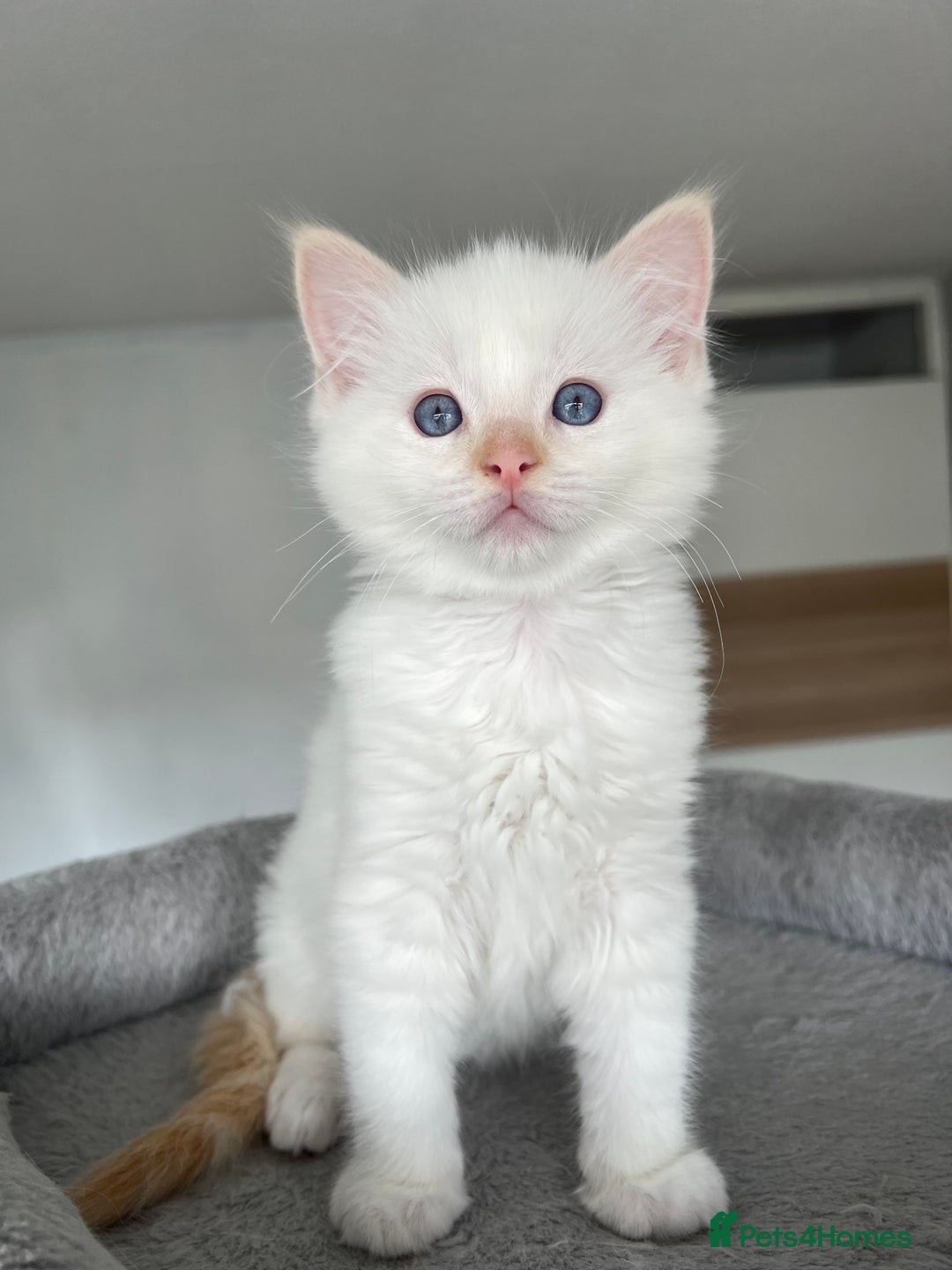 Ragdoll cats for sale: Registered Ragdoll kittens LAST GIRL HCM/PKD clear - Image 31
