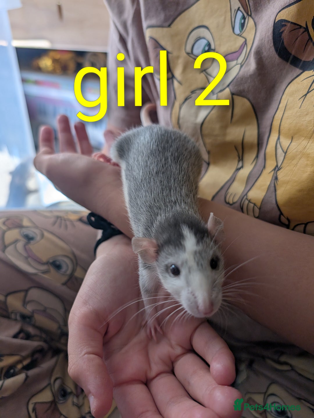 Rat rodents for sale: Adorable dumbo babies  - Image 11
