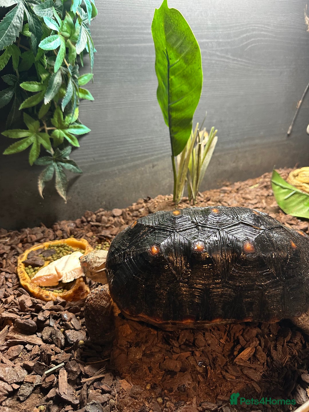 Tortoise reptiles for sale: Red foot tortoise  - Advert 2