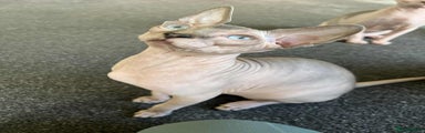 Sphynx Kitten 4
