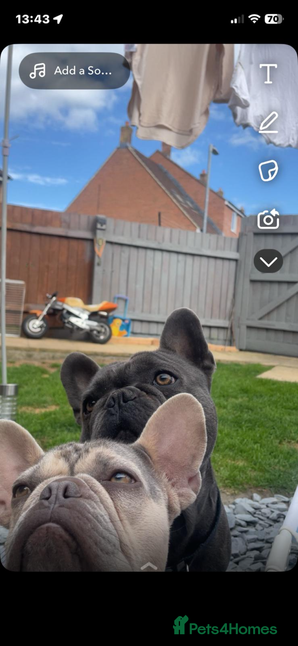French Bulldog dogs STUF ONLY £300 kC registered  - Advert 14