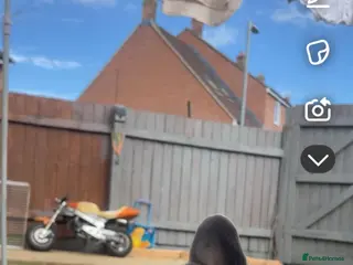 French Bulldog dogs STUD ONLY £300 kC registered - Advert 17