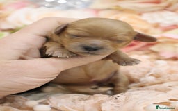 Cavapoo dogs for sale: Health Tested Cavapoo Puppies - Image 7