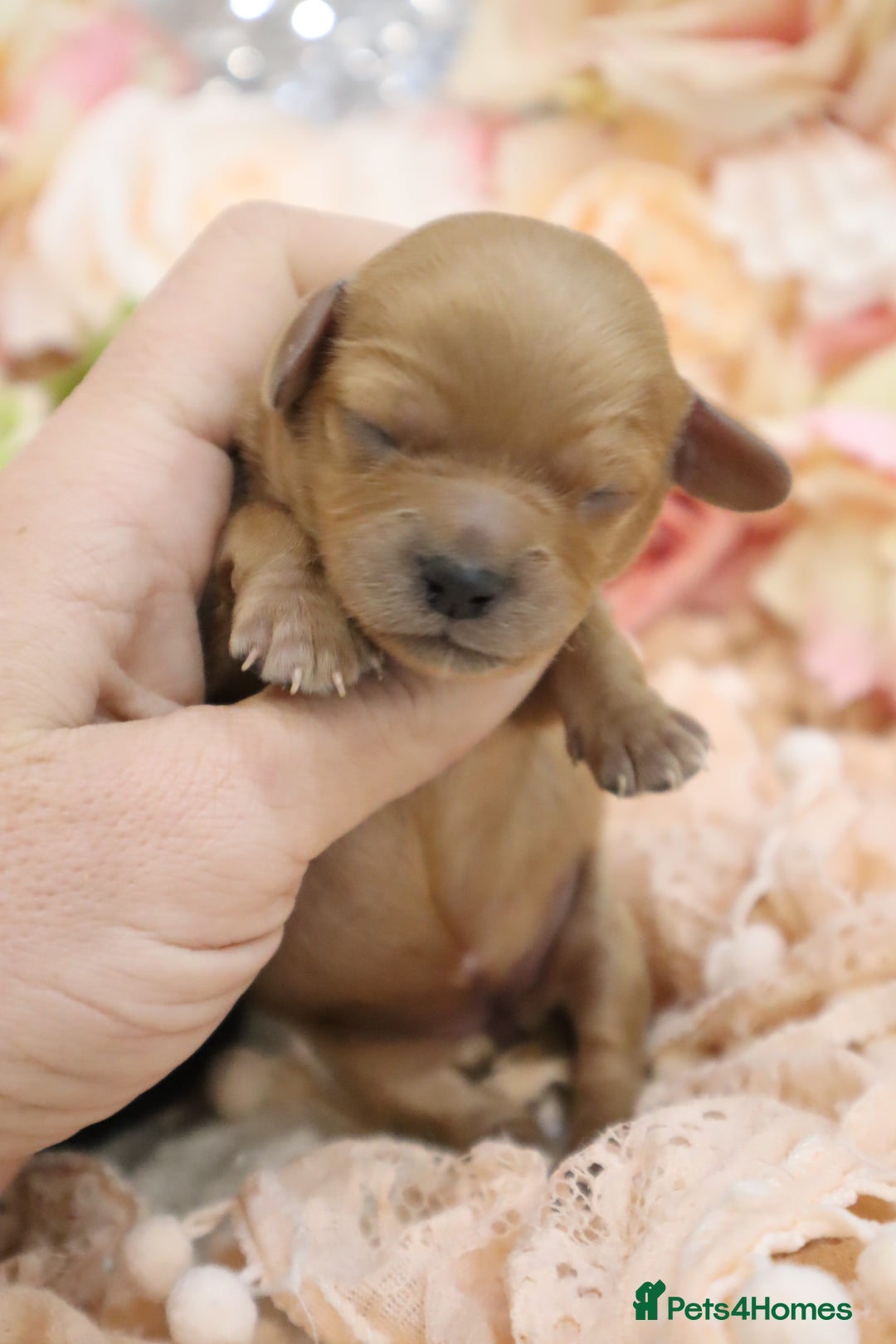 Cavapoo dogs for sale: Health Tested Cavapoo Puppies - Image 7