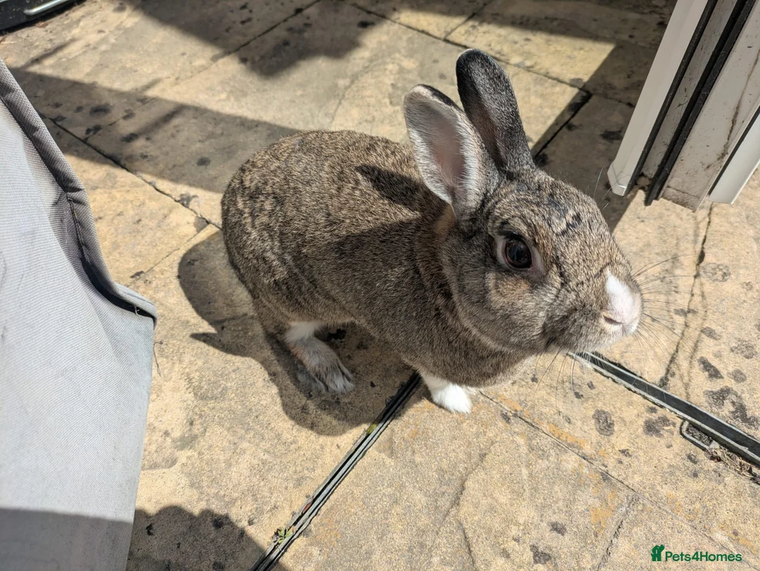 Rex rabbits for sale: 2 bonded rabbits - Advert 5