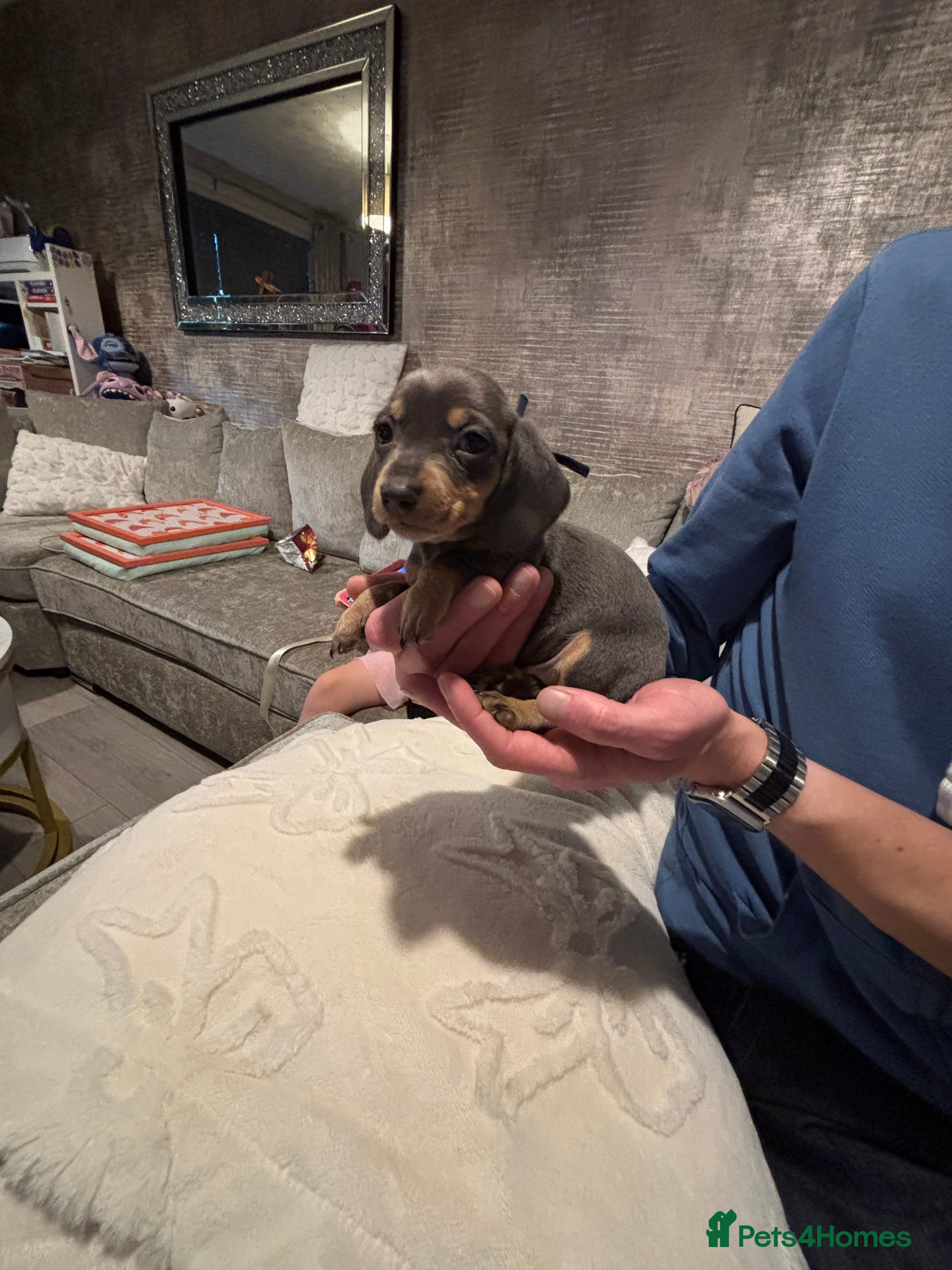 Miniature Dachshund dogs Miniature dachshund puppies  - Advert 18