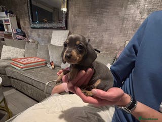 Miniature Dachshund dogs Miniature dachshund puppies - Advert 15