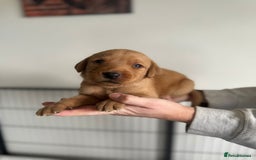 Labrador Retriever dogs for sale: Fox Red Labrador puppies  - Image 1