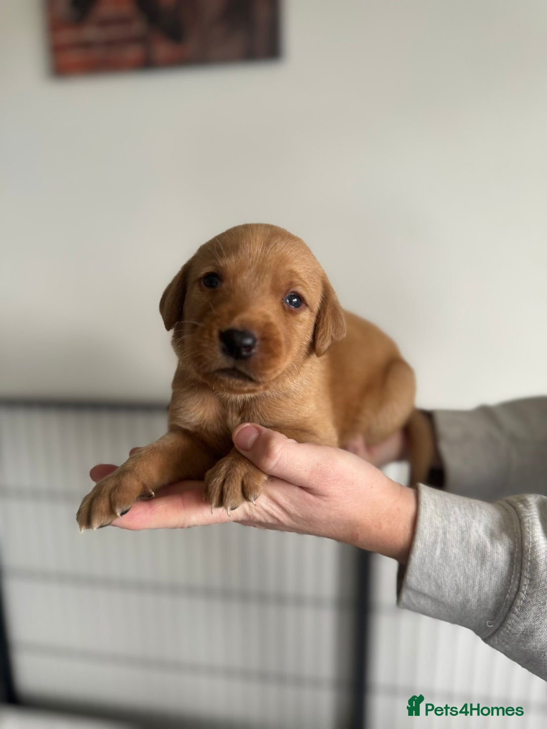 Labrador Retriever dogs for sale: Fox Red Labrador puppies  - Image 1
