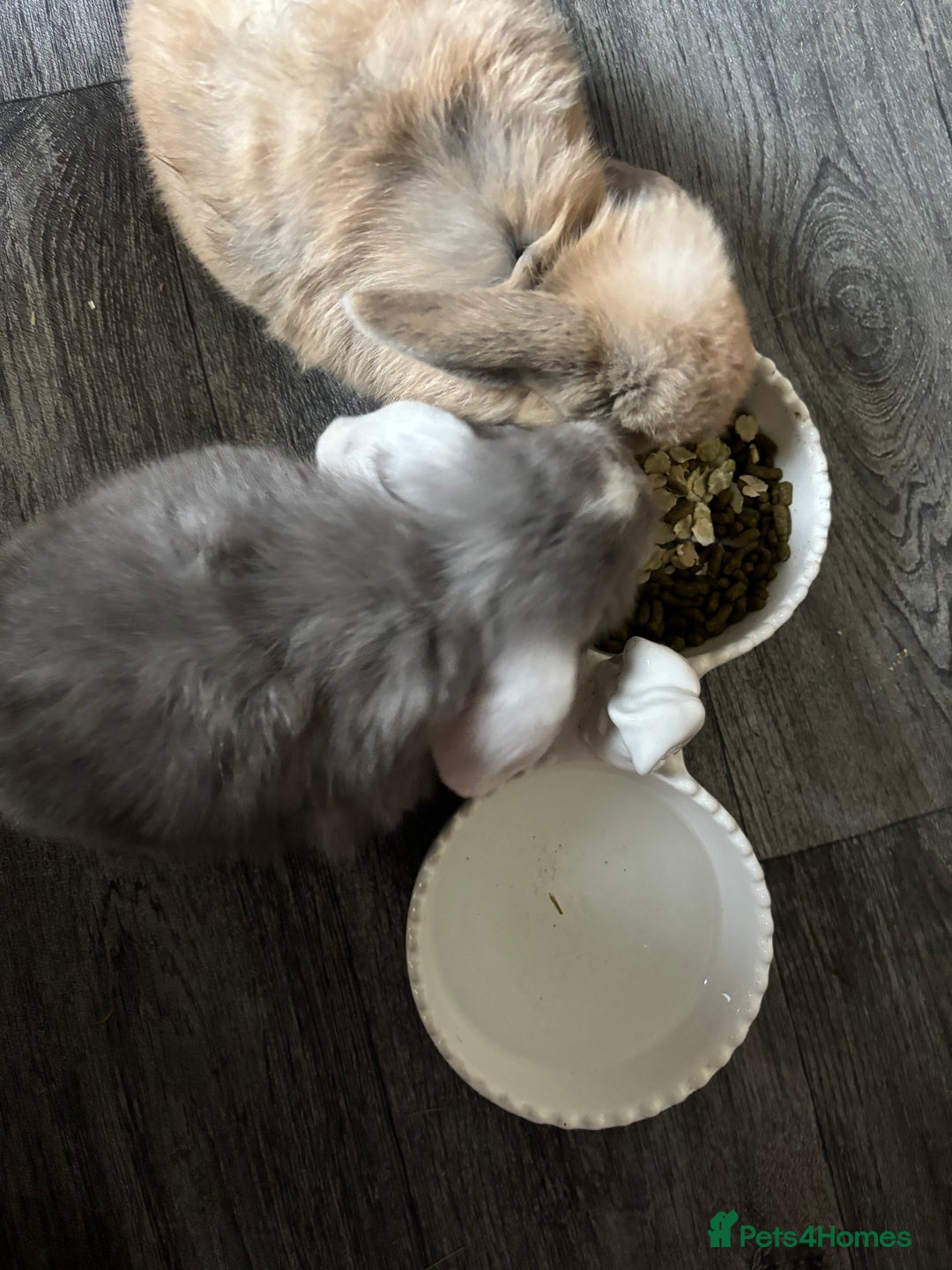 Mini Lop rabbits for sale: Gorgeous Mini Lops  - Image 27