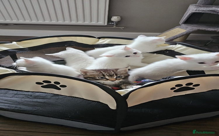 British Shorthair cats - Advert 14