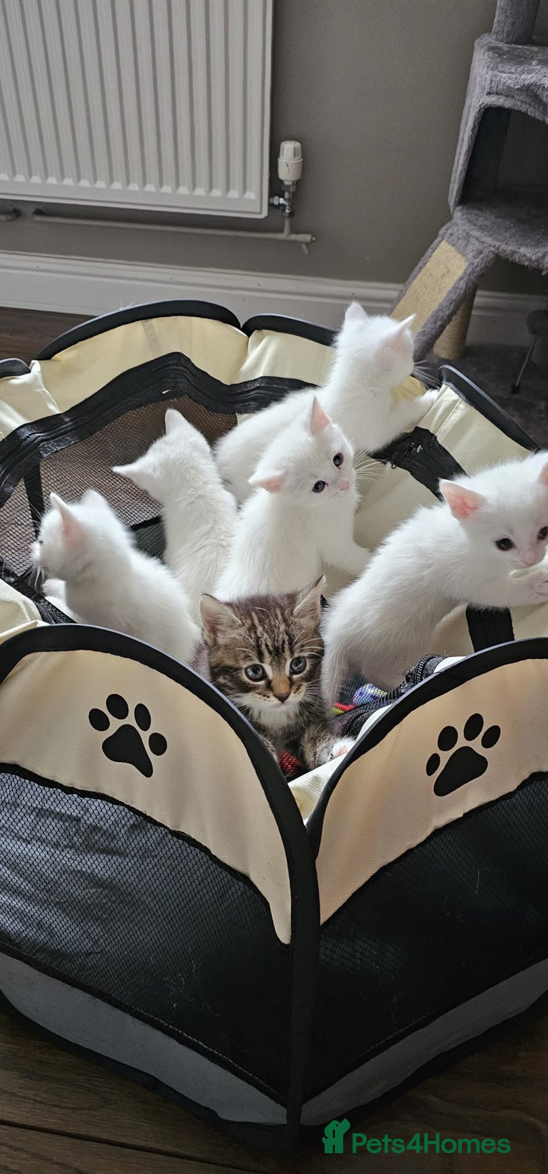British Shorthair cats for sale: x6 Gorgeous Kittens looking for forever homes - Image 1