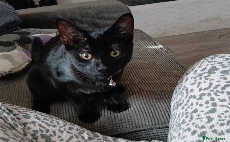Domestic Shorthair cats - Advert 6