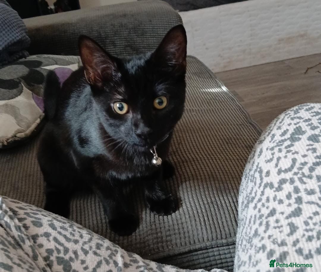 Domestic Shorthair cats for sale: 6-month kitten, playful & perfect for families - Image 1