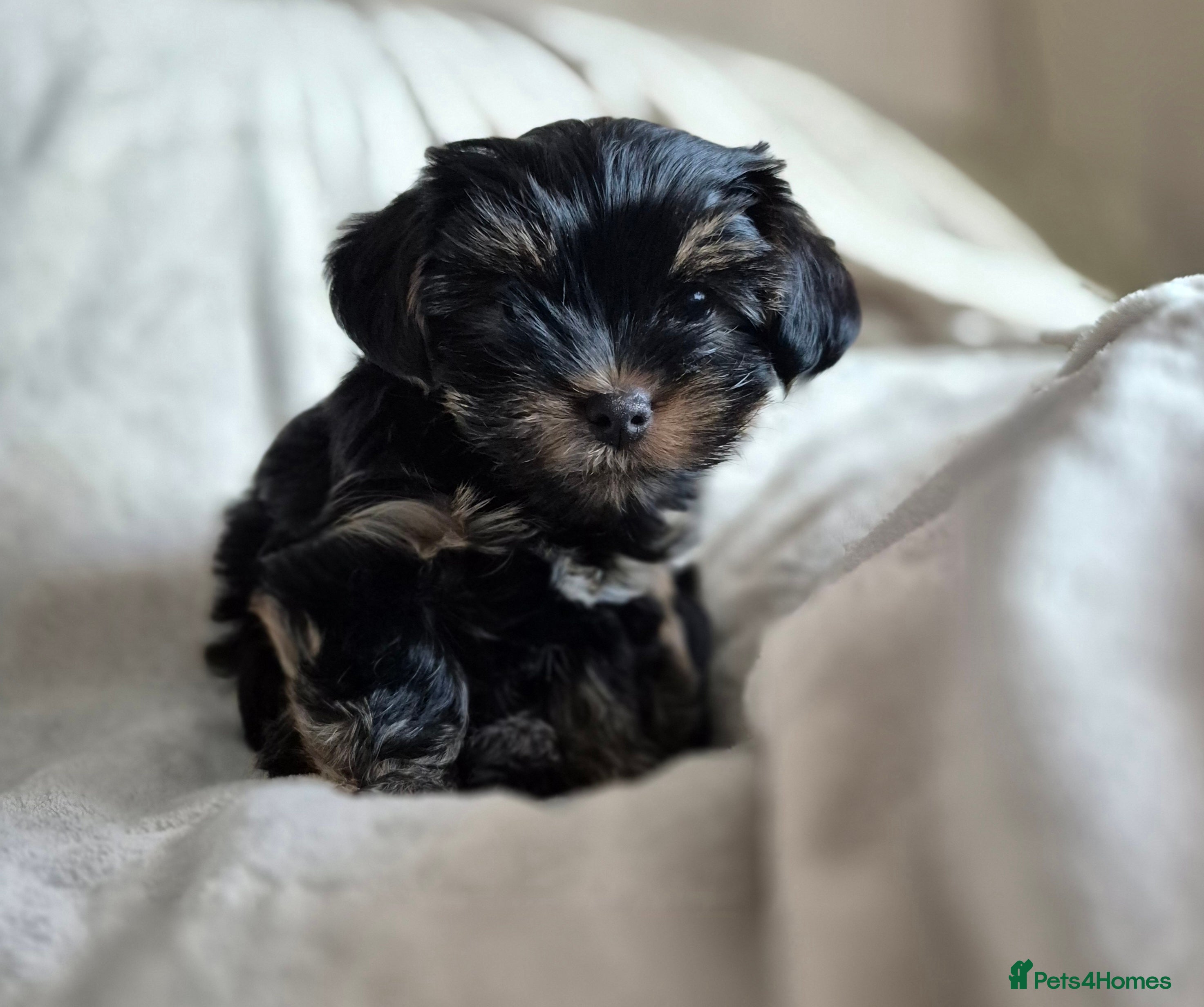 Yorkshire Terrier dogs Yorkshire terrier puppies looking for loving homes - Advert 9