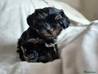 Yorkshire Terrier dogs Yorkshire terrier puppies looking for loving homes - Advert 9