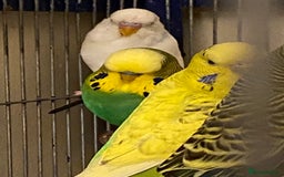 Budgerigars birds for sale: Reserved 4 Budgies searching for new homes  - Image 4