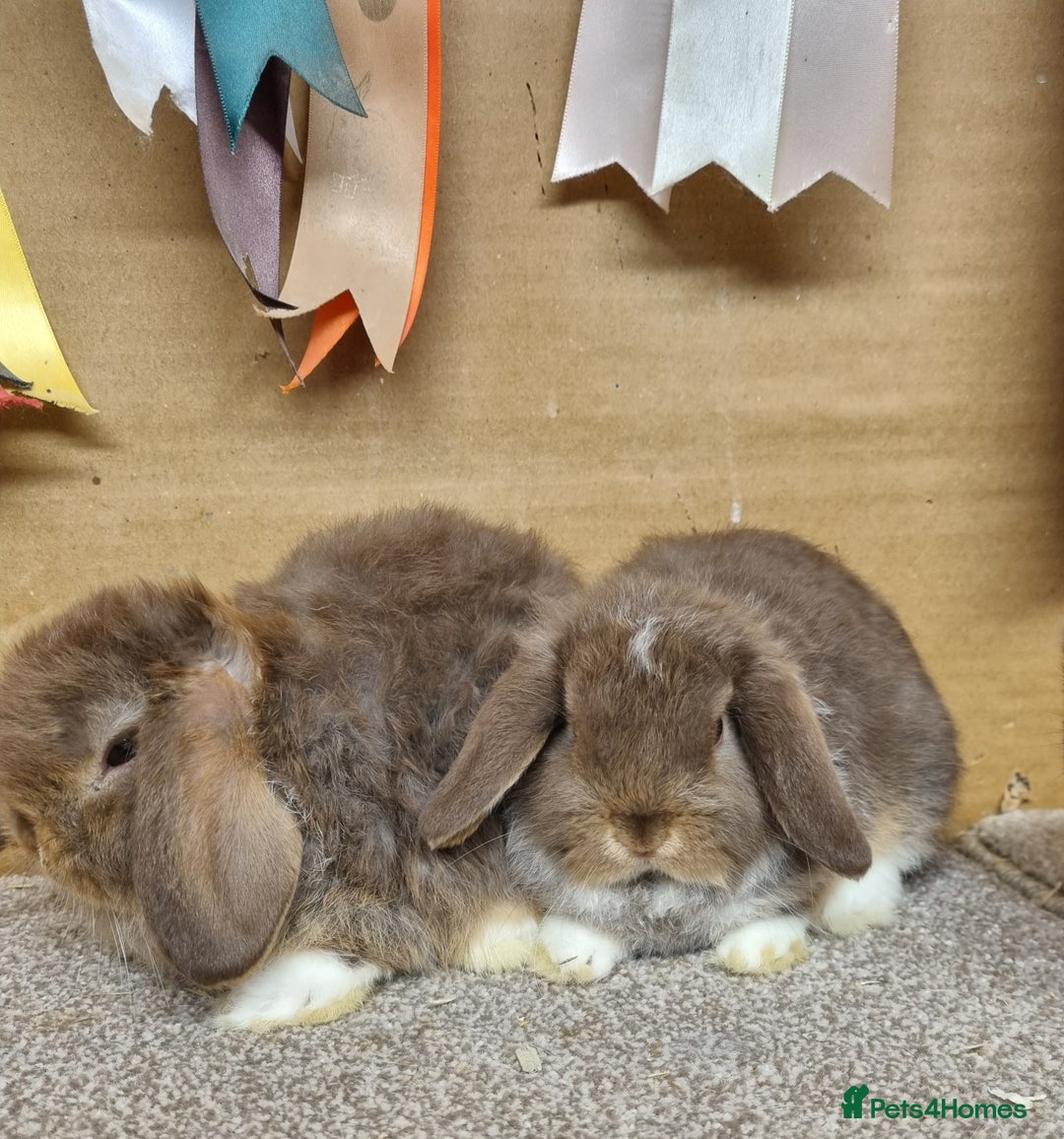 Mini Lop rabbits for sale: Gorgeous mini lop babies - Advert 7