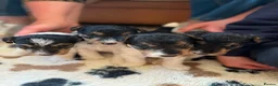 Fox Terrier dogs for sale: Wire haired fox terrier pups - Advert 2