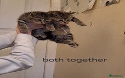 Mixed Breed cats for sale: Beautiful tabby kittens  - Image 4