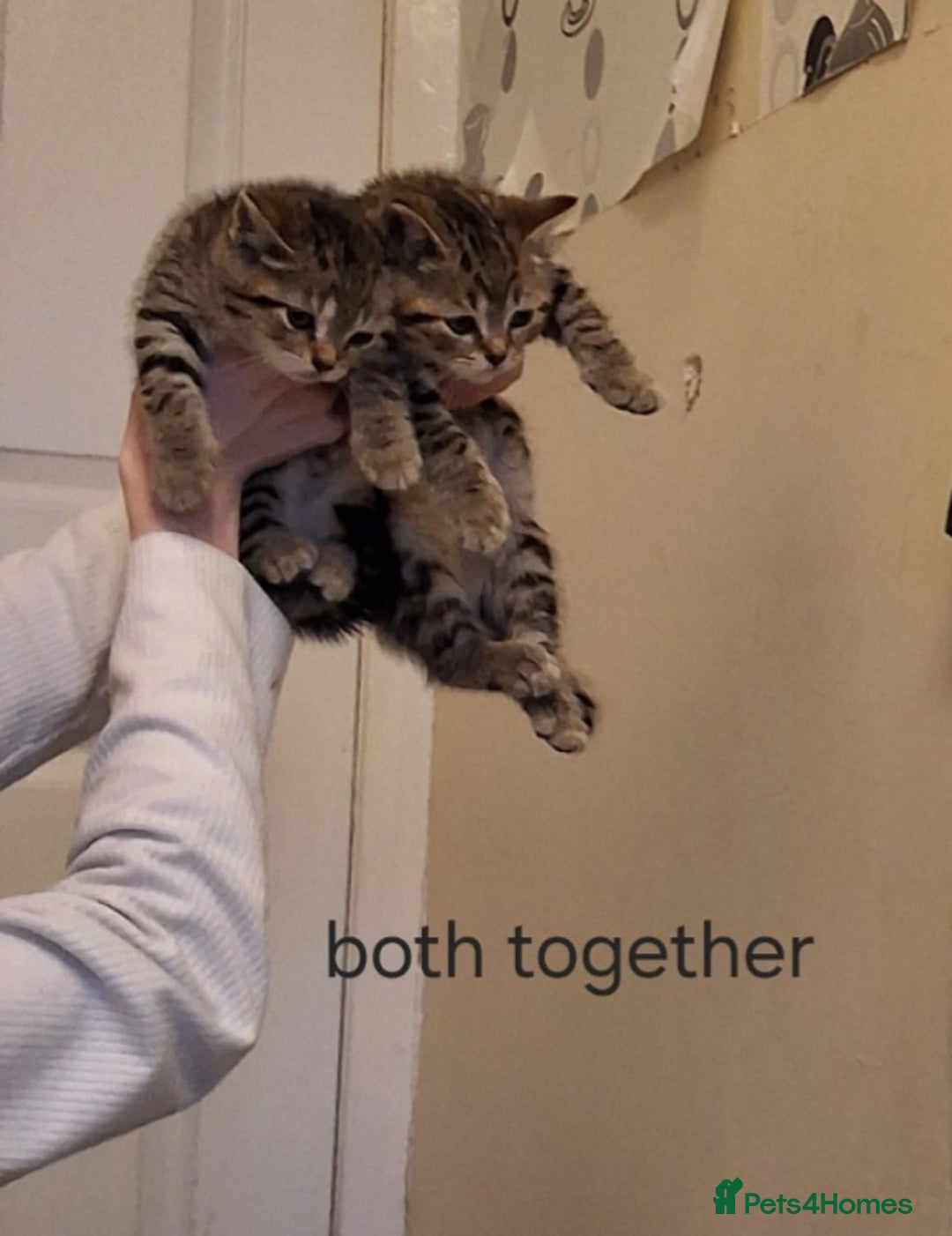 Mixed Breed cats for sale: Beautiful tabby kittens  - Image 4