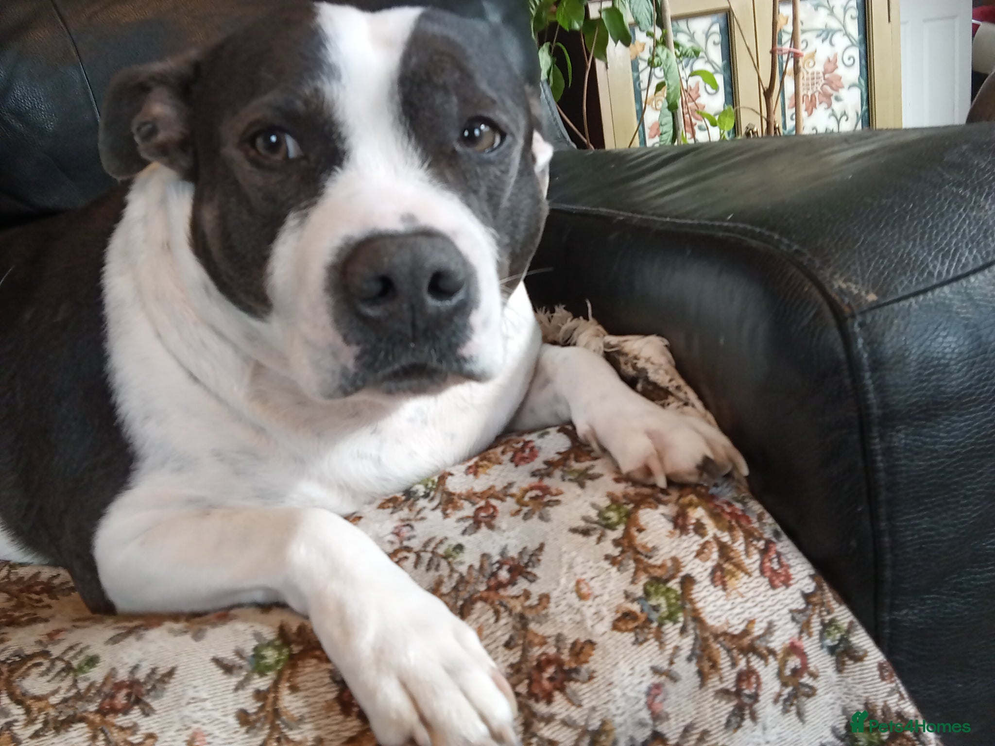 Staffordshire Bull Terrier dogs Sweet Suzie needs loving home due to bereavement  - Advert 6