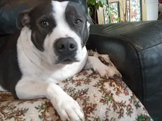 Staffordshire Bull Terrier dogs Sweet Suzie needs loving home due to bereavement - Advert 6