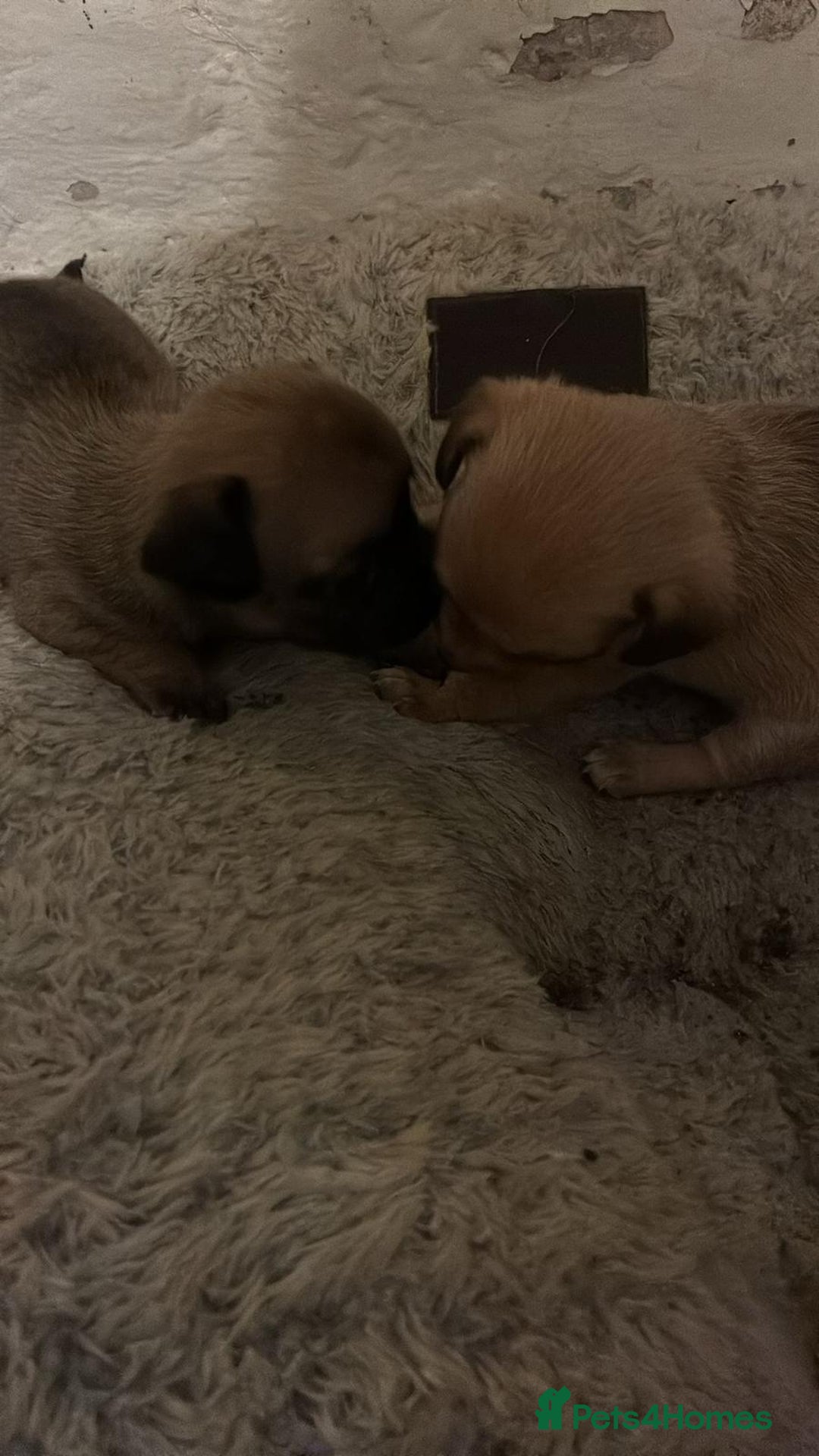 Chihuahua dogs for sale: Baby girl full chihuahua  - Advert 3