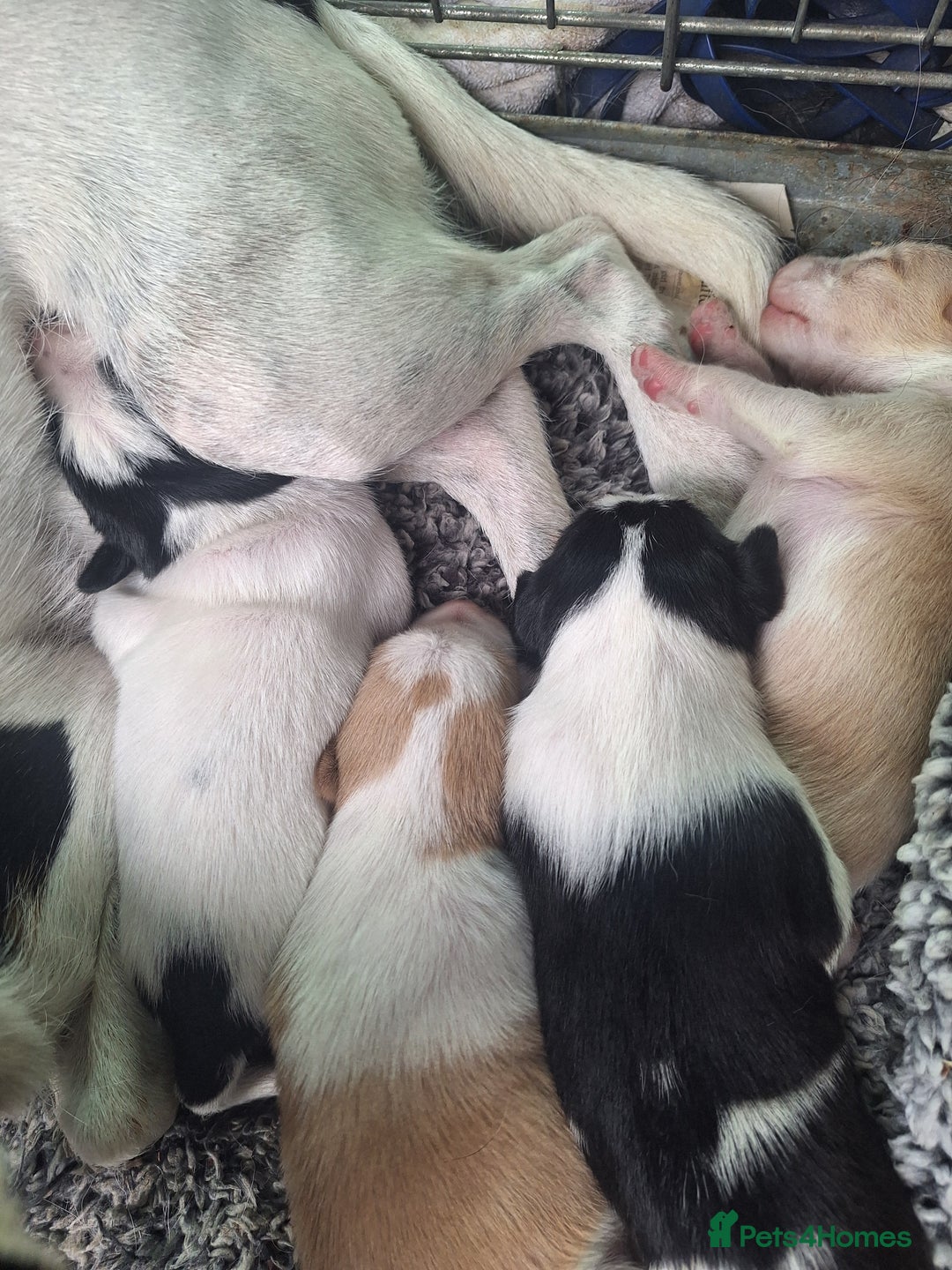 Mixed Breed dogs for sale: Spanish jack Russell (bodeguero) x border collie - Image 6
