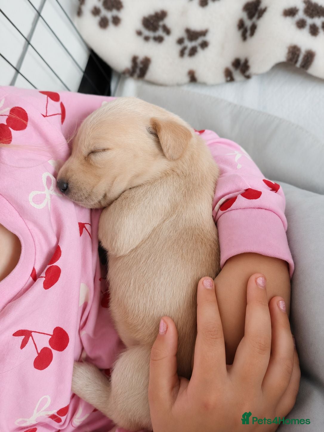 Labrador Retriever dogs 🐶 KC, DNA Clear Labrador retriever pups ⭐ - Advert 1