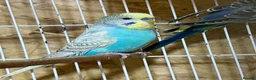 Budgerigars birds for sale: 18 budgies for sale - Advert 4