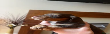 Cocker Spaniel 4